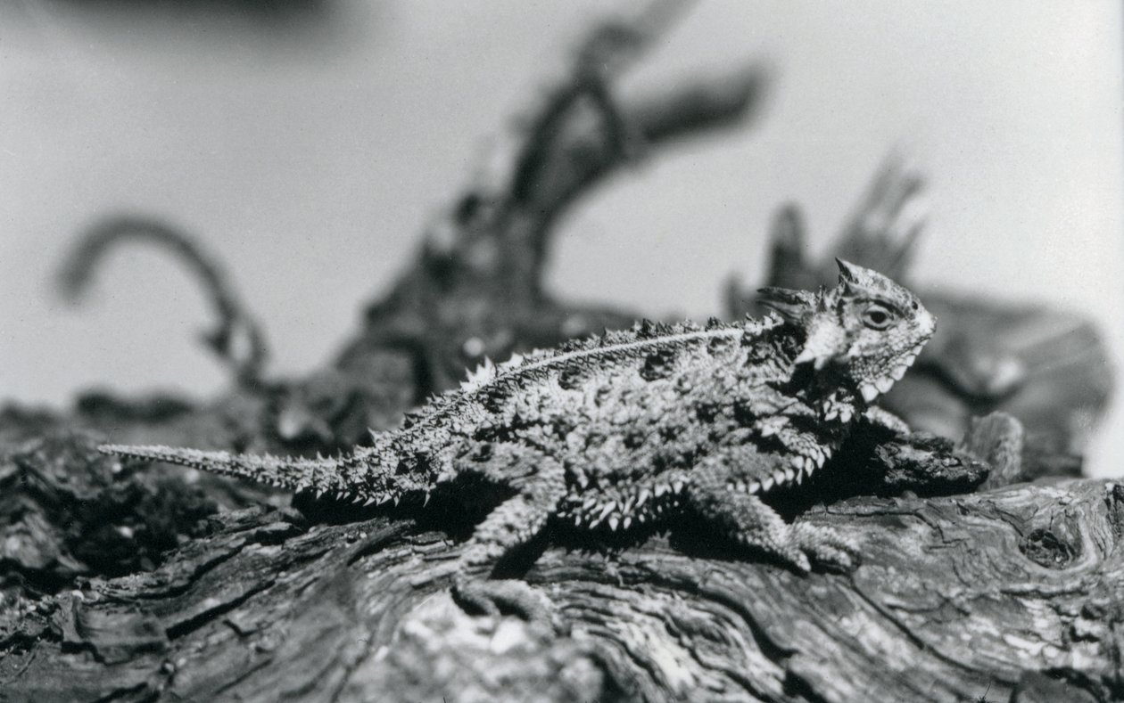 Texas Horned Lizard/Horntoad/Horned Toad/Kiimainen rupikonna lepäämässä tukissa Lontoon eläintarhassa syyskuussa 1928 (m/v kuva) tekijältä Frederick William Bond