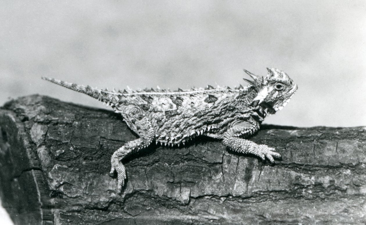 Texasin sarveislisko/sarvirupikonna/sarvirupikonna/kiimainen rupikonna lepäämässä tukkilla Lontoon eläintarhassa elokuussa 1928 (b/w kuva) tekijältä Frederick William Bond