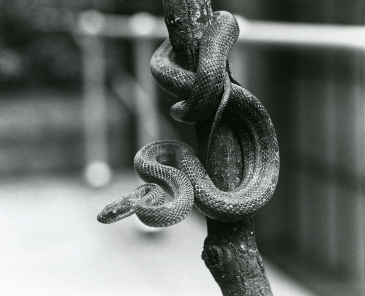 Texas Rat Snake kiertyi lähes pystysuoran oksan ympäri Lontoon eläintarhassa elokuussa 1928 (m/v kuva) tekijältä Frederick William Bond