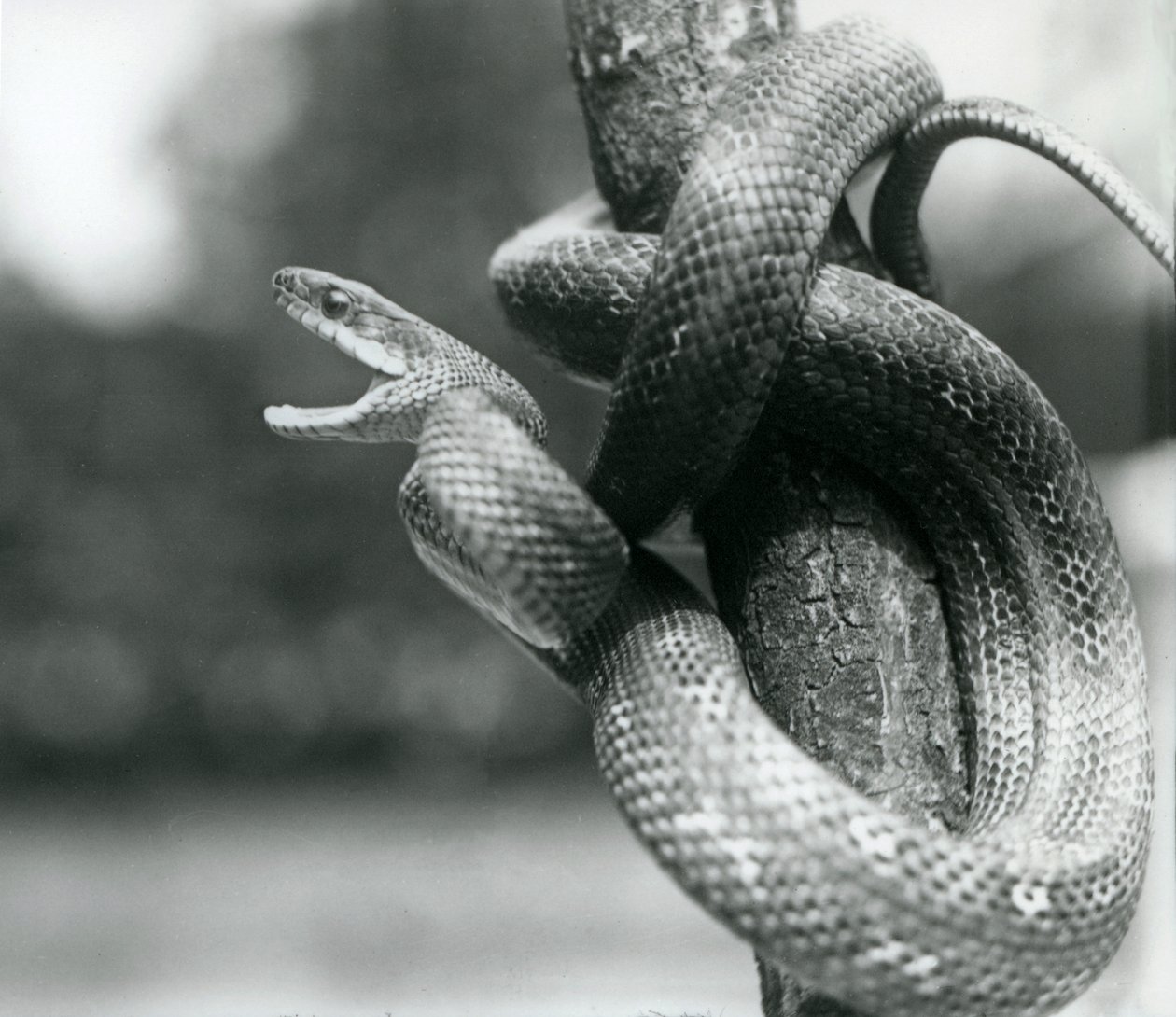 Texas Rat Snake ammottava, kiertyneenä lähes pystysuoran haaran ympärillä, Lontoon eläintarha, elokuu 1928 (m/v kuva) tekijältä Frederick William Bond