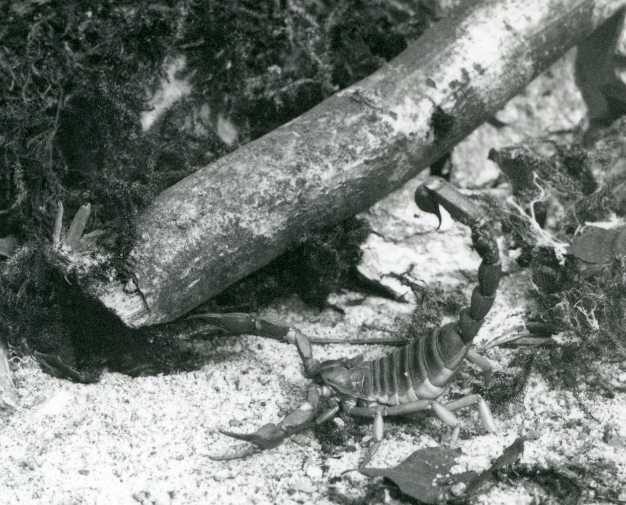 Texas Scorpion Lontoon eläintarhassa vuonna 1928 (m/v kuva) tekijältä Frederick William Bond