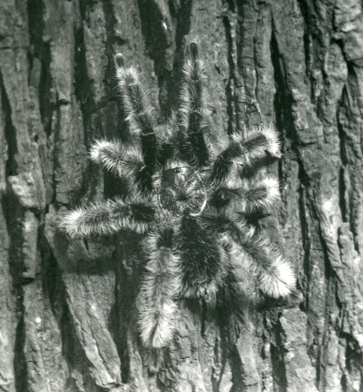 Trinidadin Chevron-tarantula puunrungon kuorella, Lontoon eläintarha, lokakuu 1926. tekijältä Frederick William Bond