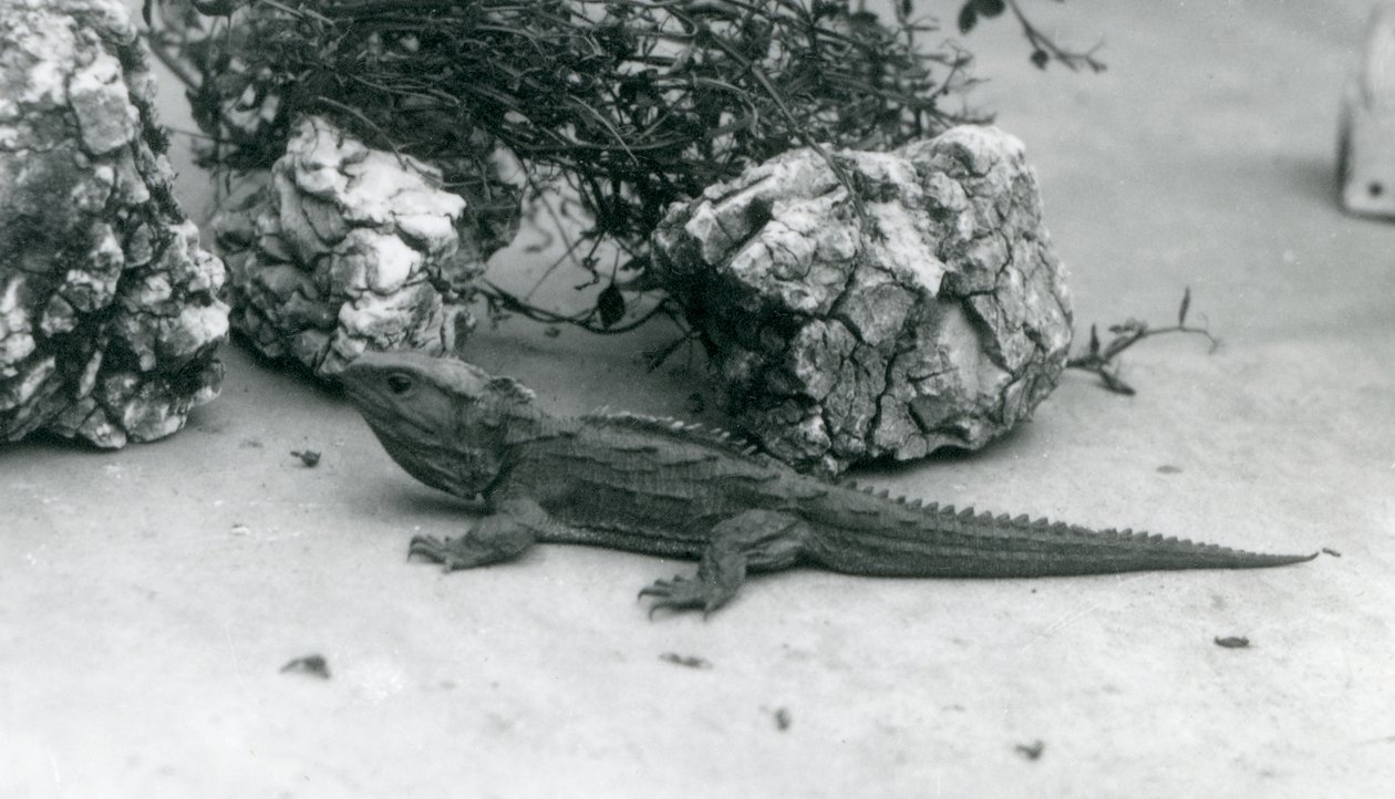 Tuatara Lontoon eläintarhassa vuonna 1927 tekijältä Frederick William Bond