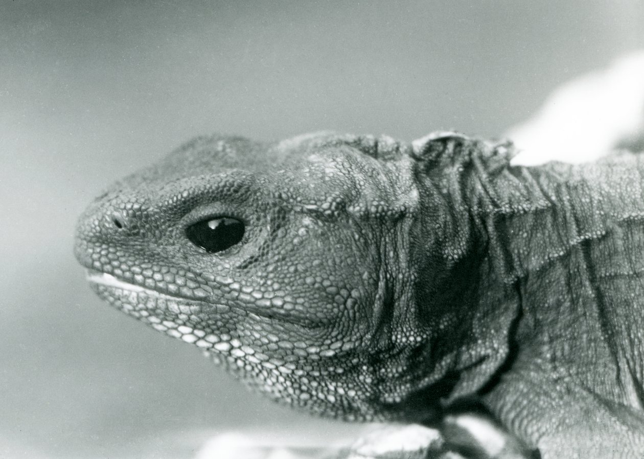 Tuatara Lontoon eläintarhassa vuonna 1928 (m/v kuva) tekijältä Frederick William Bond