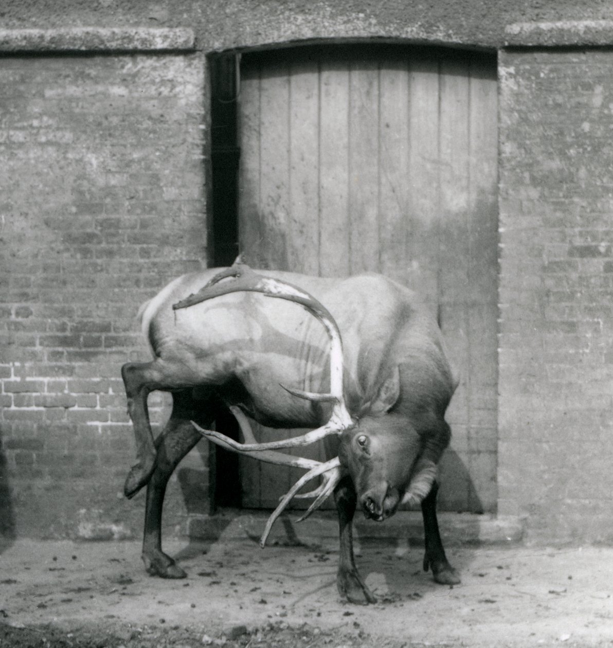 WapitiElk-hirvi seisoo aitauksessaan Lontoon eläintarhassa syyskuussa 1927. tekijältä Frederick William Bond
