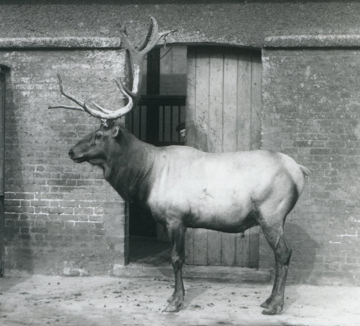 WapitiElk-hirvi seisoo aitauksessaan Lontoon eläintarhassa syyskuussa 1927. tekijältä Frederick William Bond