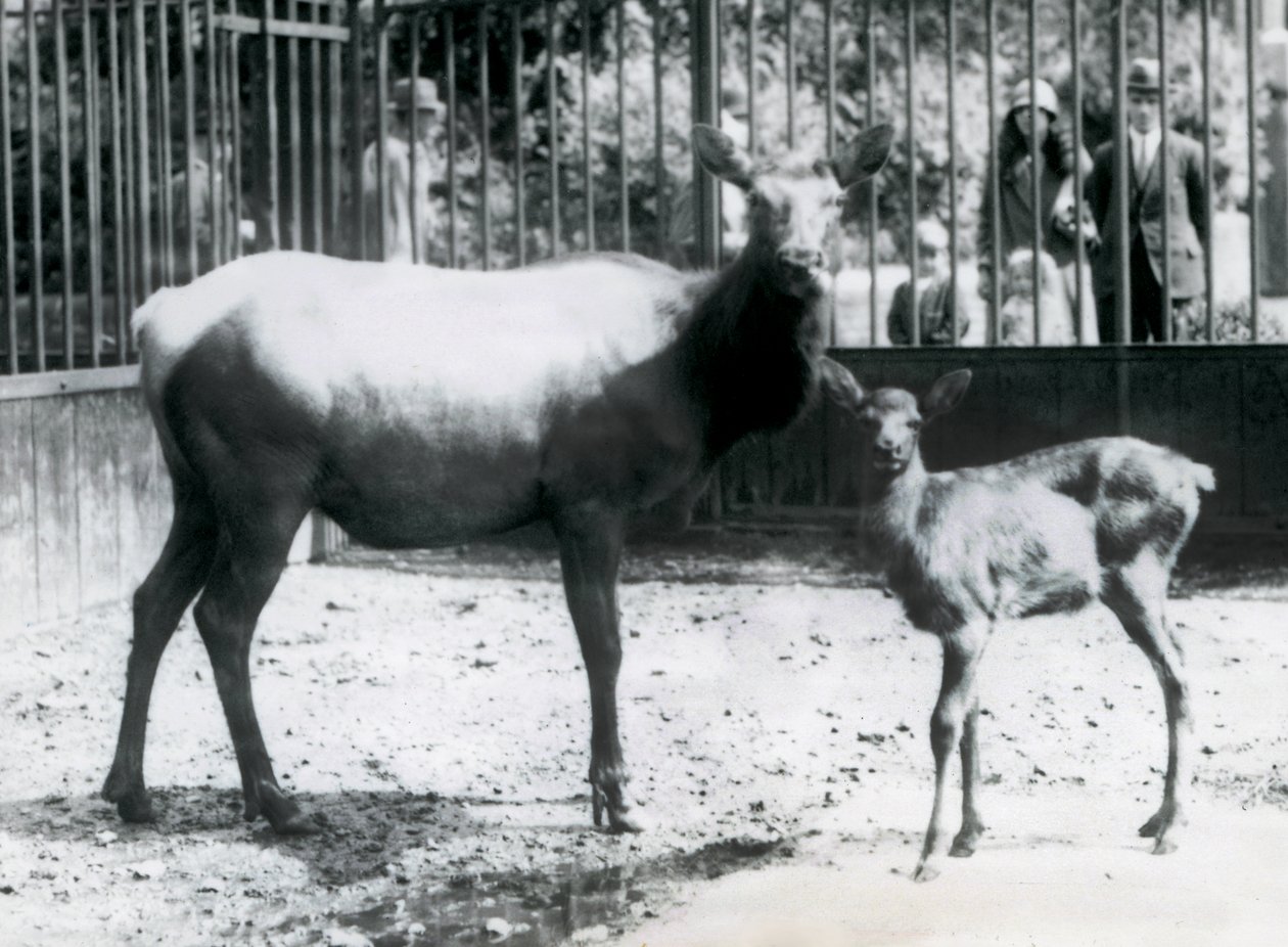 Wapiti/hirvi ja sen vasa tarhassaan, kun vierailijat katselevat kaltereiden läpi, Lontoon eläintarha. tekijältä Frederick William Bond