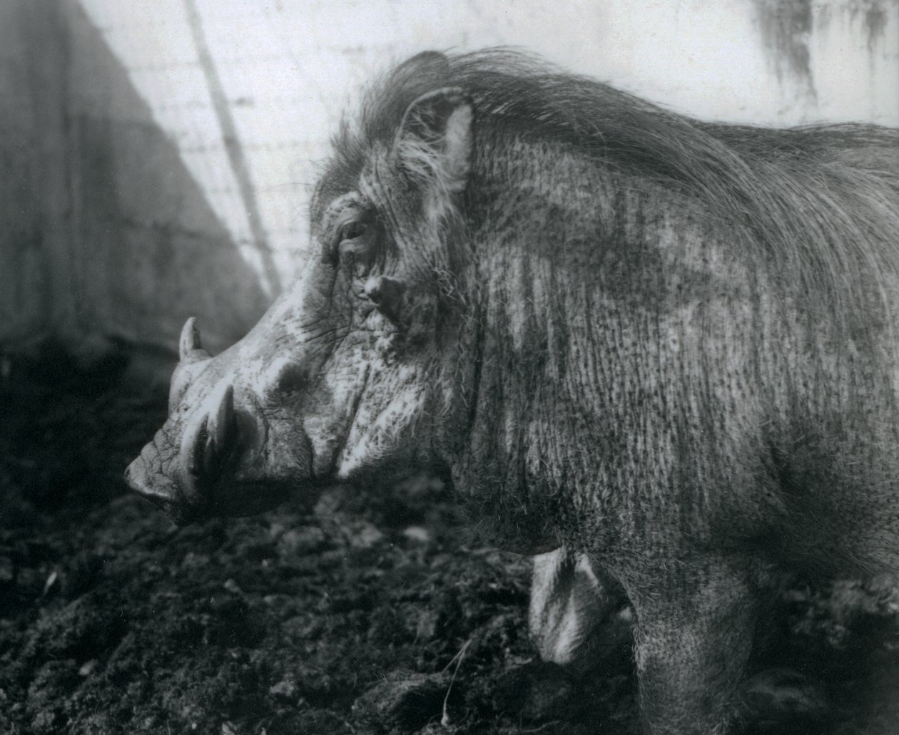 Wathog seisoo mudassa, Lontoon eläintarha, 1927 tekijältä Frederick William Bond