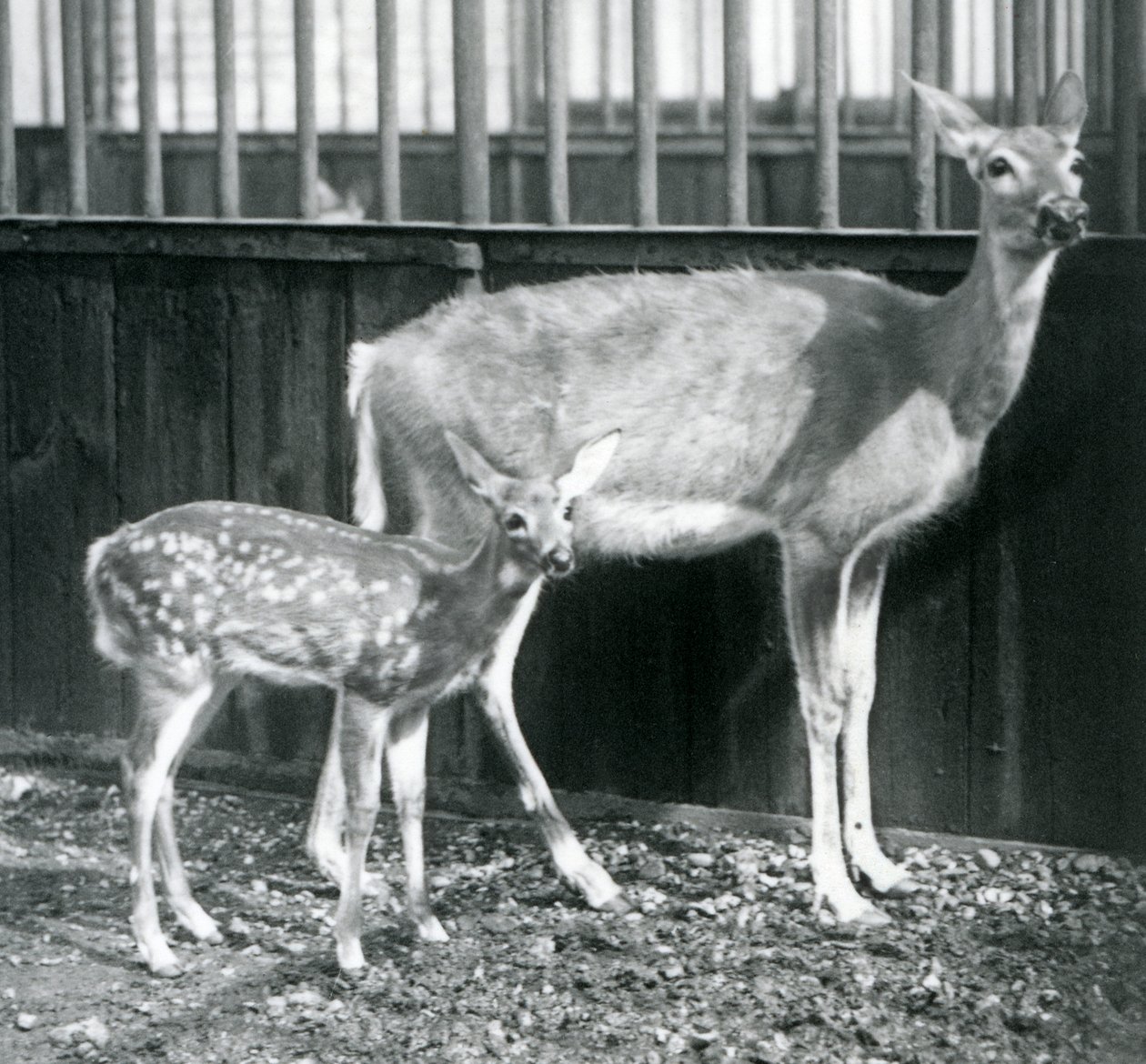 Valkopyrstöneitsythirvi vasansa kanssa Lontoon eläintarhassa elokuussa 1927 tekijältä Frederick William Bond