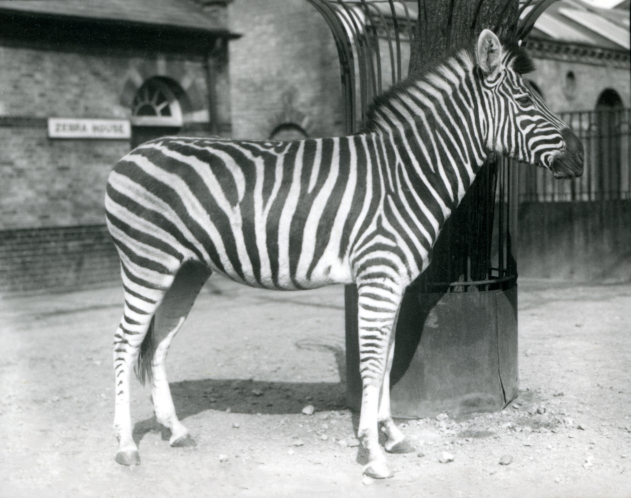 Seepra seisoo aitauksessa Lontoon eläintarhan Zebra Housen ulkopuolella vuonna 1925 tekijältä Frederick William Bond
