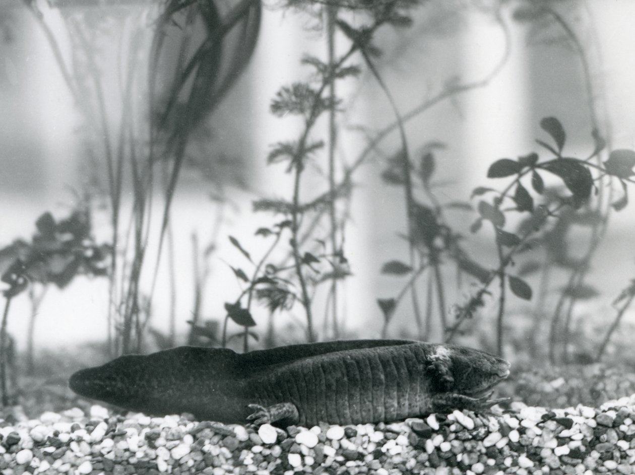 Musta Axolotl/Meksikolainen salamanteri lepää soralla tankin lattialla Lontoon eläintarhassa vuonna 1928 (m/v kuva) tekijältä Frederick William Bond
