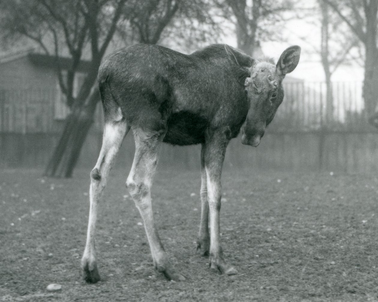 Hirvisonni, jolla on haavat hiljattain irronneissa sarvensa, Lontoon eläintarhassa, tammikuu 1926. tekijältä Frederick William Bond