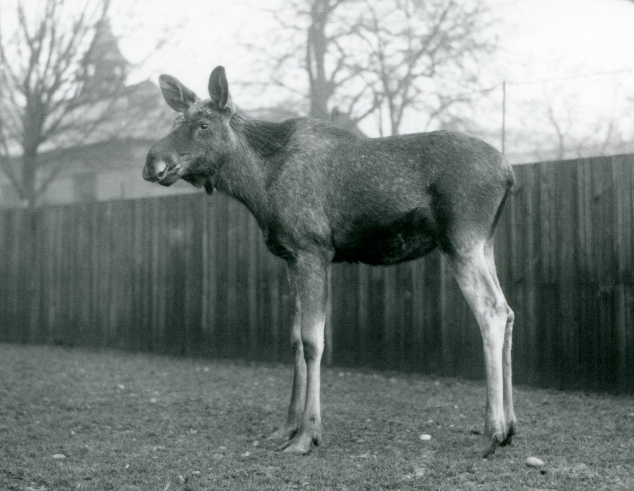 Hirvisonni, jolla on haavat hiljattain irronneissa sarvensa, Lontoon eläintarhassa, tammikuu 1926. tekijältä Frederick William Bond