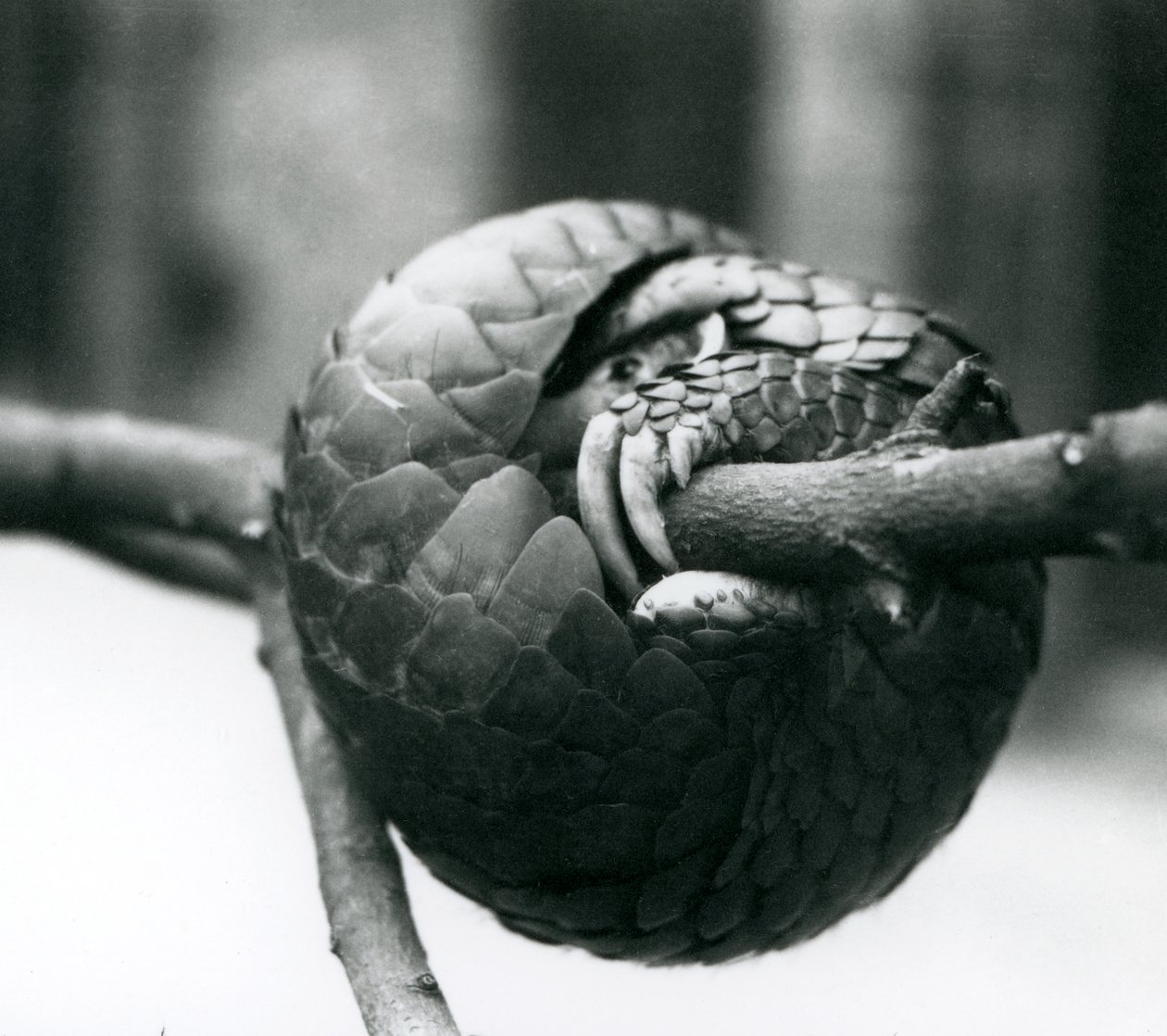 Kriittisesti uhanalainen kiinanpangoliini lepää vaakasuoran oksan ympärille käpertyneenä, Lontoon eläintarha, ennen vuotta 1930. tekijältä Frederick William Bond