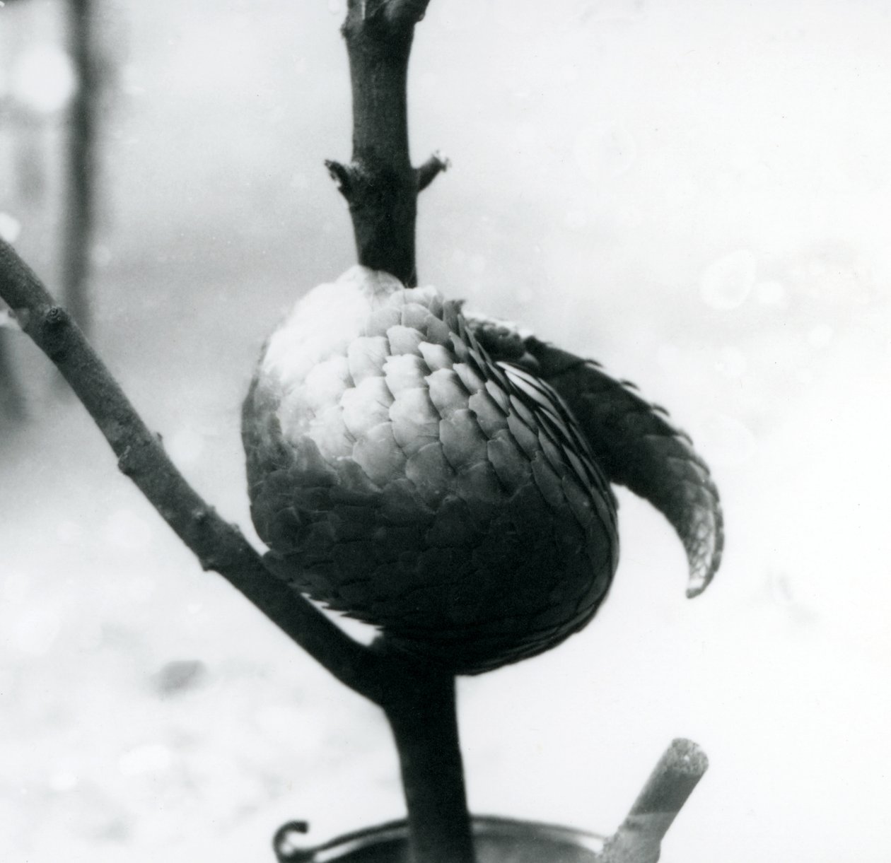 Kriittisesti uhanalainen kiinanpangoliini lepää pystysuoran oksan ympärille käpertyneenä, Lontoon eläintarha, heinäkuu 1925. tekijältä Frederick William Bond