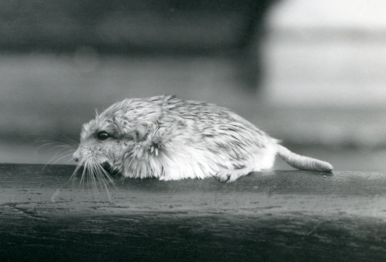 A fat-tailed / duprasi gerbiili, Lontoon eläintarha, heinäkuu 1925 (b/w kuva) tekijältä Frederick William Bond