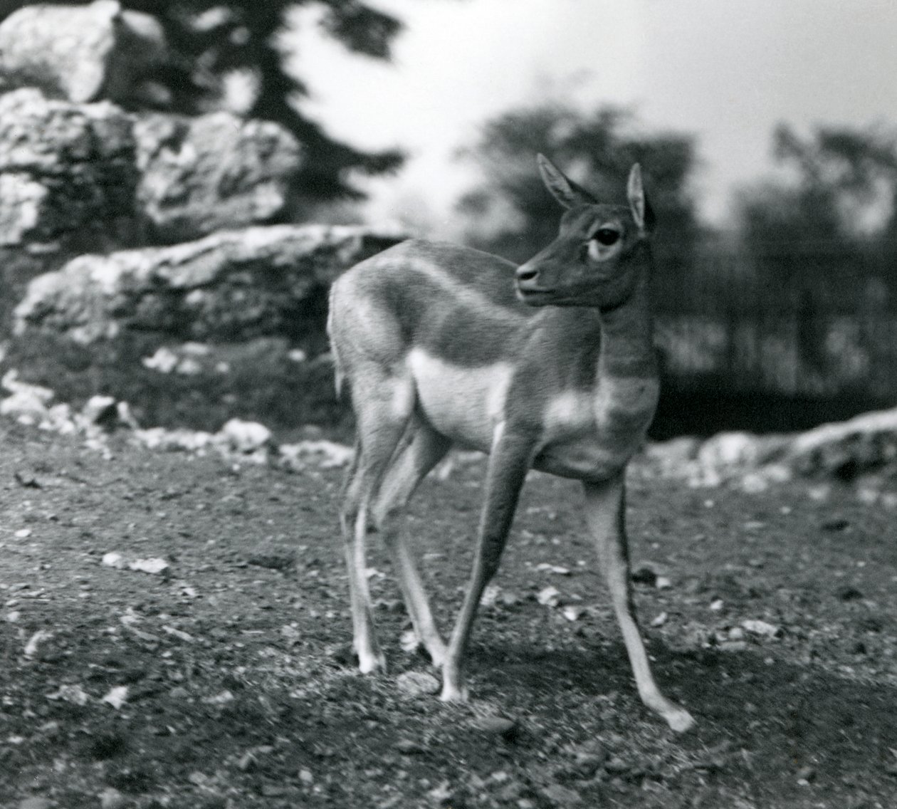 Naaras Blackbuck Lontoon eläintarhassa vuonna 1924 tekijältä Frederick William Bond