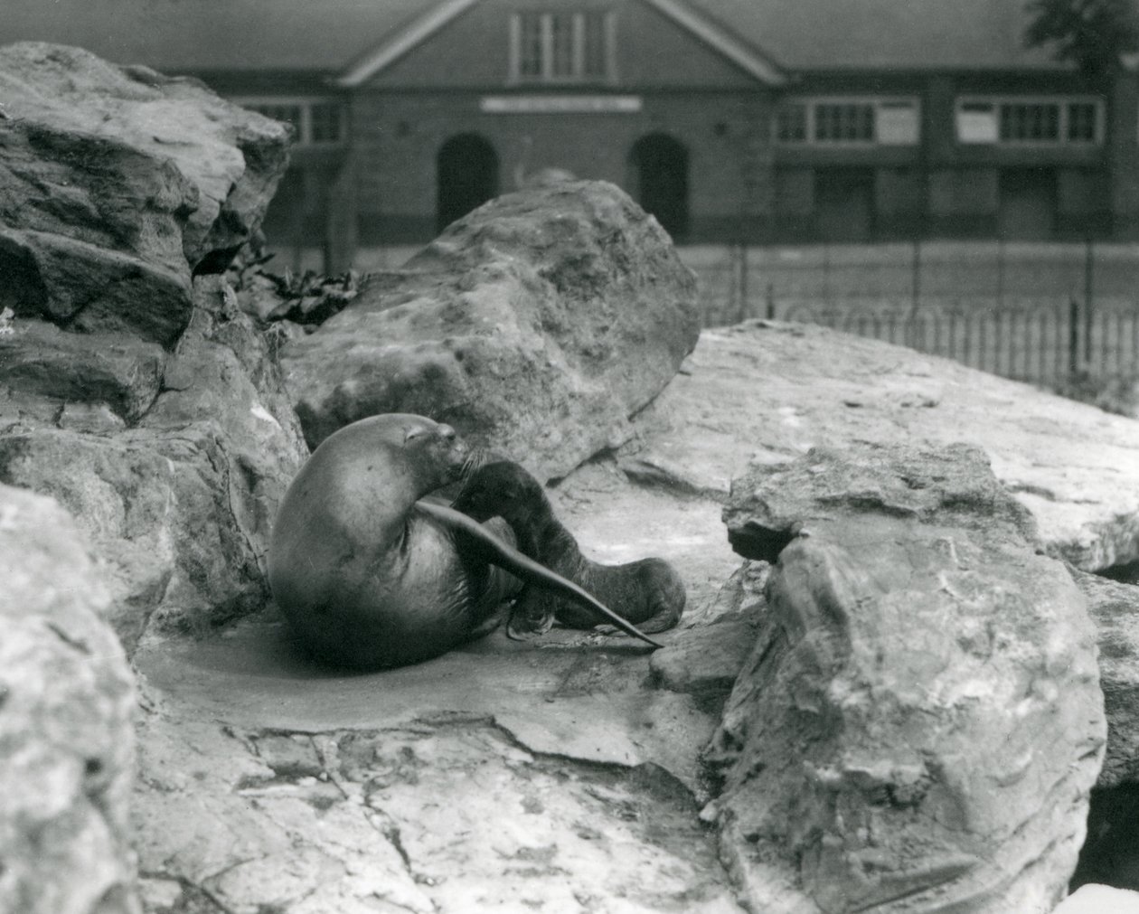 Kalifornianmerileijonanaaras makaa kallioisella terassilla ruokkimassa pentuaan, Lontoon eläintarha, heinäkuu 1925. tekijältä Frederick William Bond