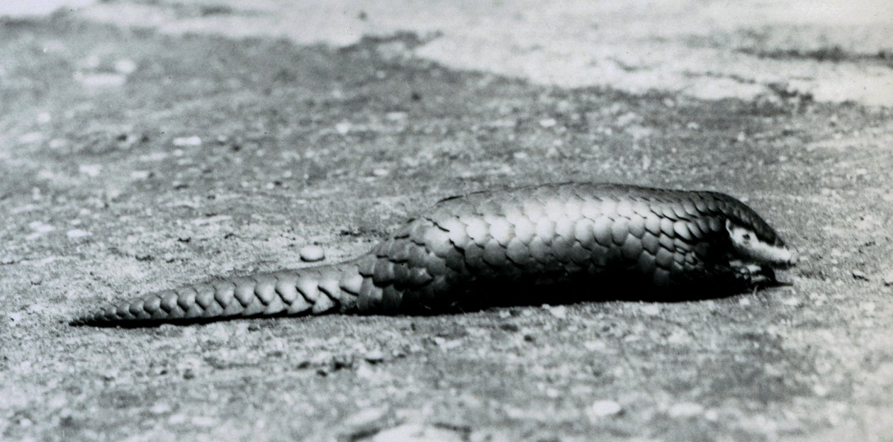 Naaras kiinalainen Pangolin Lontoon eläintarhassa elokuussa 1925 tekijältä Frederick William Bond