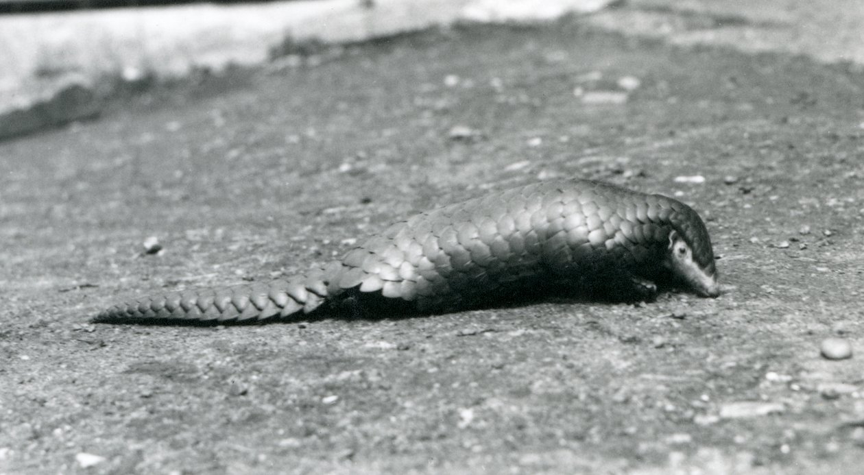 Naaras kiinalainen Pangolin Lontoon eläintarhassa elokuussa 1925 tekijältä Frederick William Bond