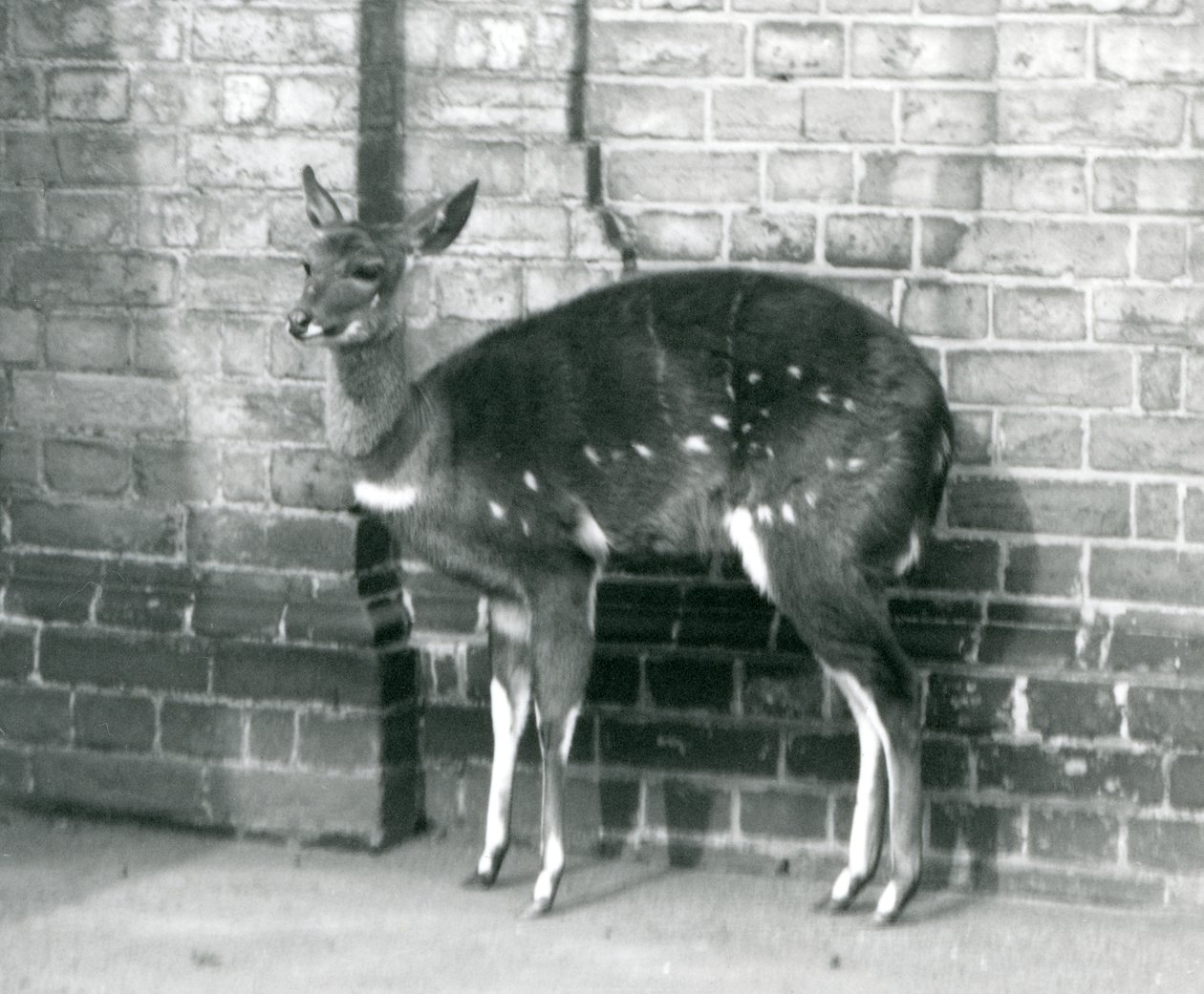 Naaras ImbabalaCape Bushbuck seisoo seinää vasten Lontoon eläintarhassa 6. lokakuuta 1927. tekijältä Frederick William Bond