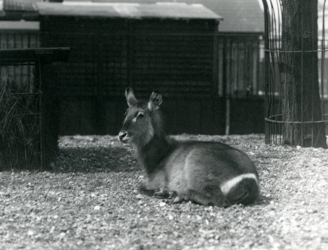 Naaras Waterbuck, Kobus ellipsiprymnus, istumassa aitassaan Lontoon eläintarhassa, kesäkuu 1924 tekijältä Frederick William Bond