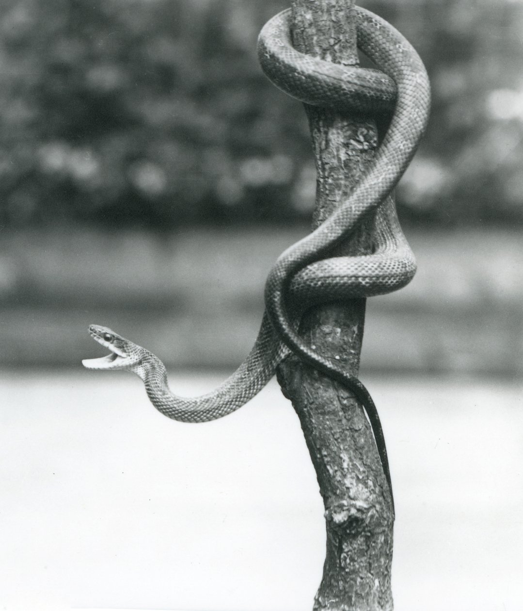 Haukotteleva Texas Rat Snake kiertyi pystysuoran oksan ympärille Lontoon eläintarhassa elokuussa 1928 (b/w kuva) tekijältä Frederick William Bond