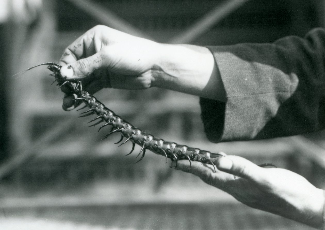 Eläintenhoitaja pitää käsissään jättiläissatajalasta, Lontoon eläintarha, 1927. tekijältä Frederick William Bond