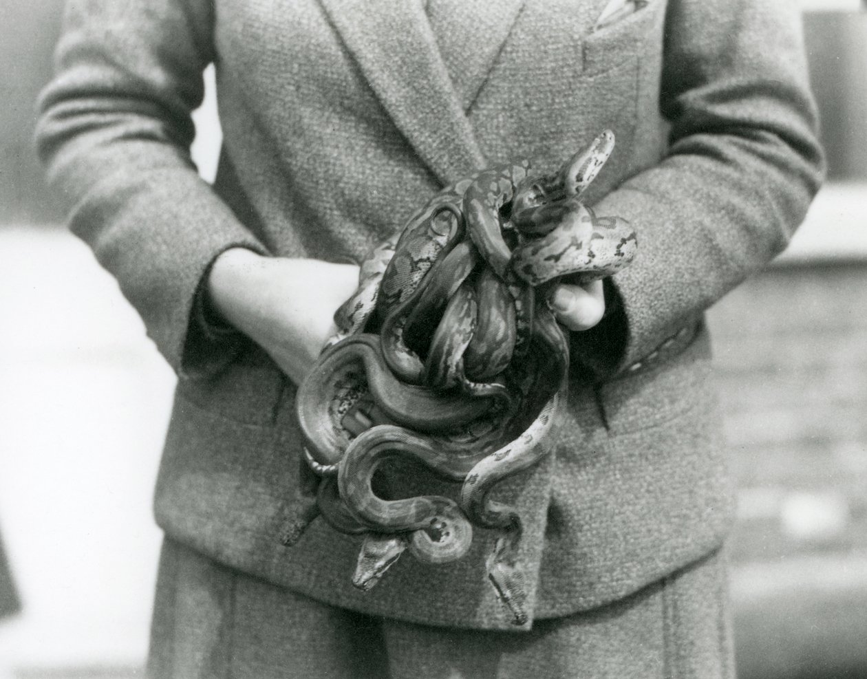 Vartija pitelee nuorta Royalia tai Ball Pythonia Lontoon eläintarhassa vuonna 1931 (b/w kuva) tekijältä Frederick William Bond