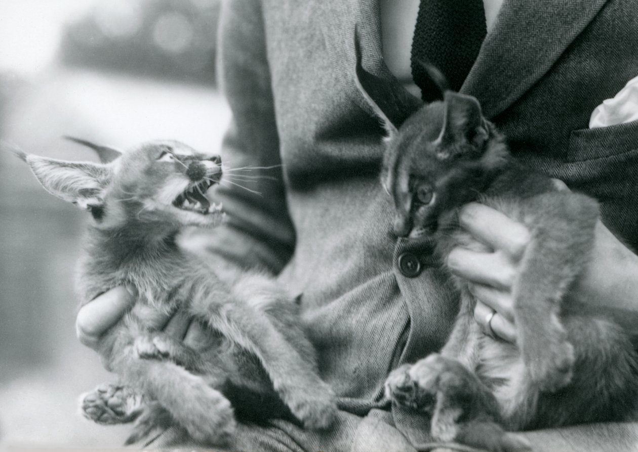 Vartija, joka pitää paria Caracal-pentuja sylissään, Lontoon eläintarha, 1924 tekijältä Frederick William Bond
