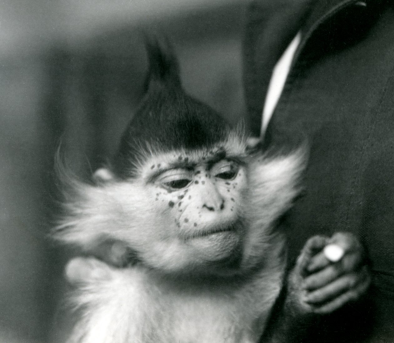 Vartija pitelee pisamia, mustaharjakoira tai Kongon mangabey, Lontoon eläintarha, 1924 tekijältä Frederick William Bond