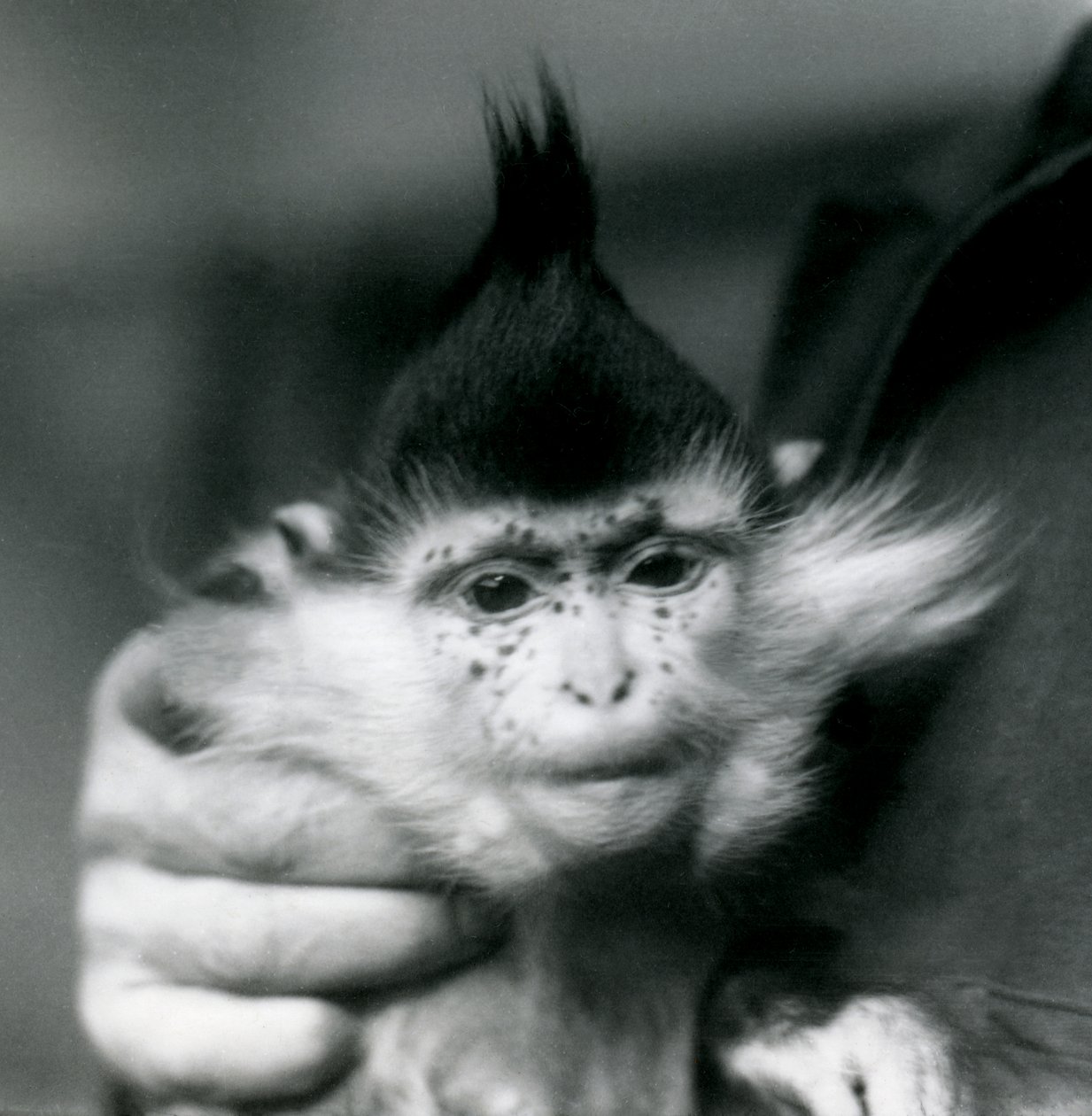 Vartija pitelee pisamia, mustaharjakoira tai Kongon mangabey, Lontoon eläintarha, 1924 tekijältä Frederick William Bond