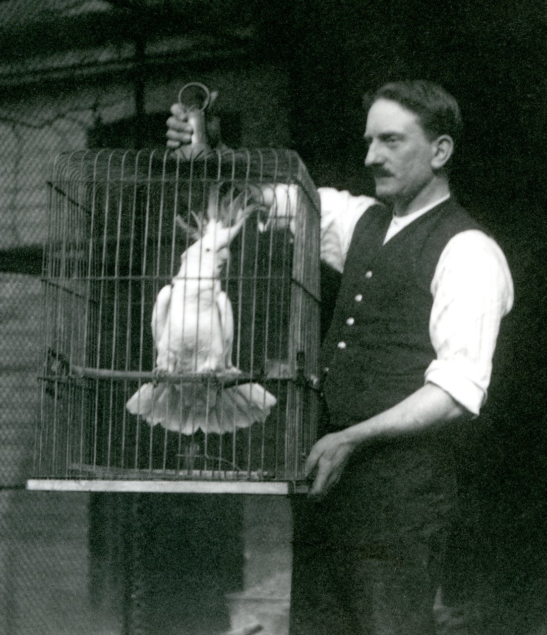 Vartija pitää rikkiharjakakadua, Jadea häkissään Lontoon eläintarhassa lokakuussa 1924 tekijältä Frederick William Bond
