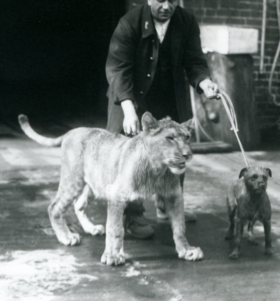 Vartija, joka vie koiran ja nuoren leijonan kävelylle, Lontoon eläintarha, elokuu 1925 (b/w kuva) tekijältä Frederick William Bond