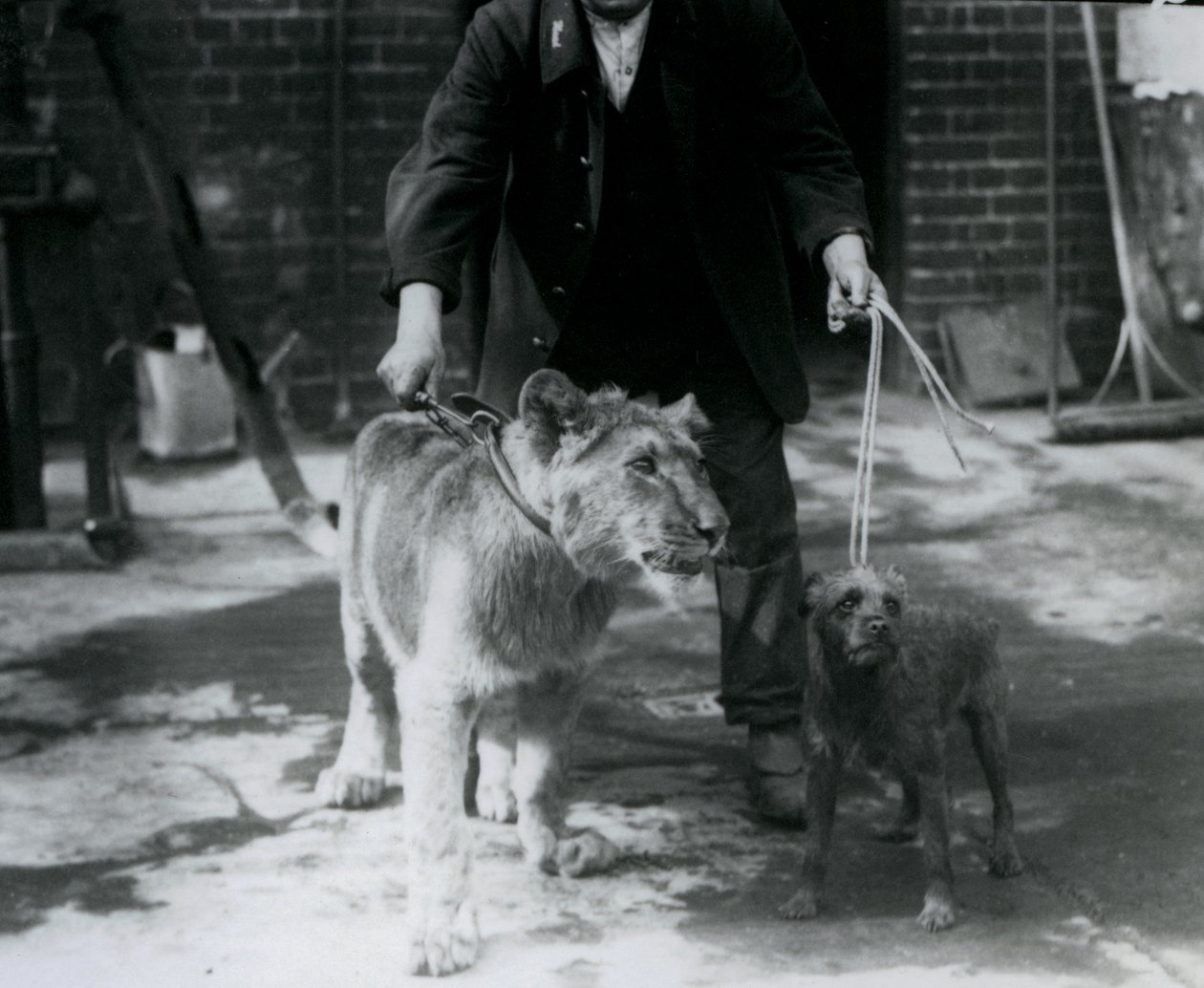 Eläintenhoitaja ulkoiluttaa irlanninterrieriä ja nuorta leijonaa talutusnuorassa, Lontoon eläintarha, syyskuu 1925. tekijältä Frederick William Bond