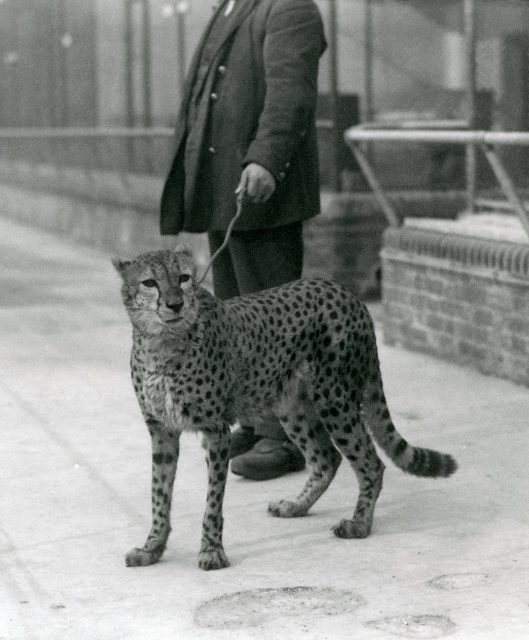 Vartija Cheetah johdolla, Lontoon eläintarha tekijältä Frederick William Bond