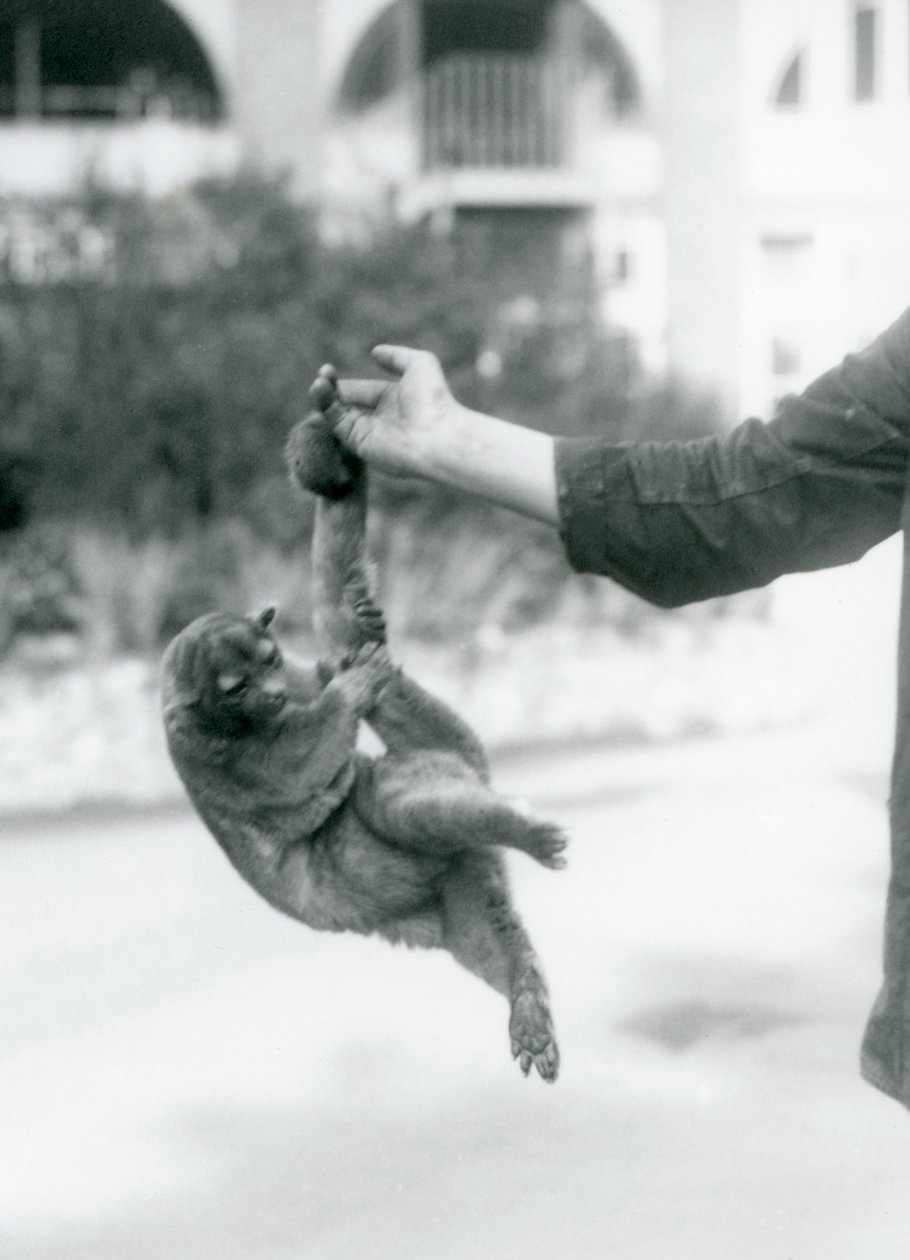 Kinkajou roikkuu eläintenhoitajan sormessa kireällä hännällään, Lontoon eläintarha, syyskuu 1925. tekijältä Frederick William Bond