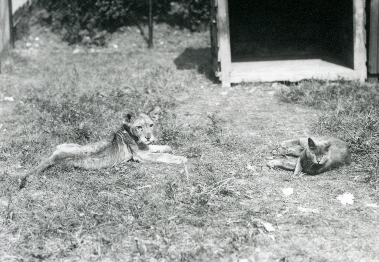 Leijonanpentu makaa nurmikolla avoimen puulaatikon vieressä kotikissan kanssa, Lontoon eläintarha, heinäkuu 1925. tekijältä Frederick William Bond