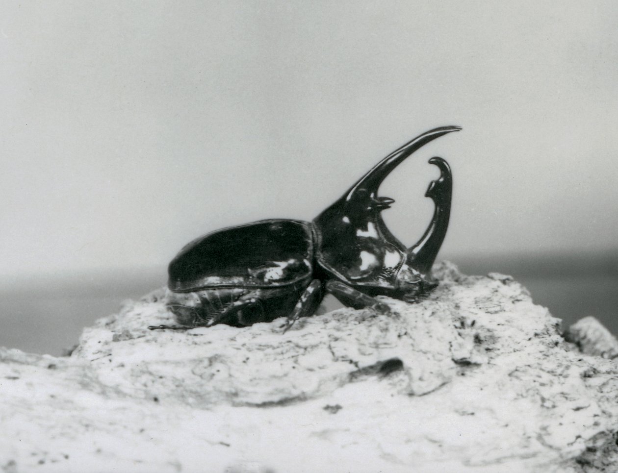Uros Atlas Beetle lepää kuorella Lontoon eläintarhassa tekijältä Frederick William Bond