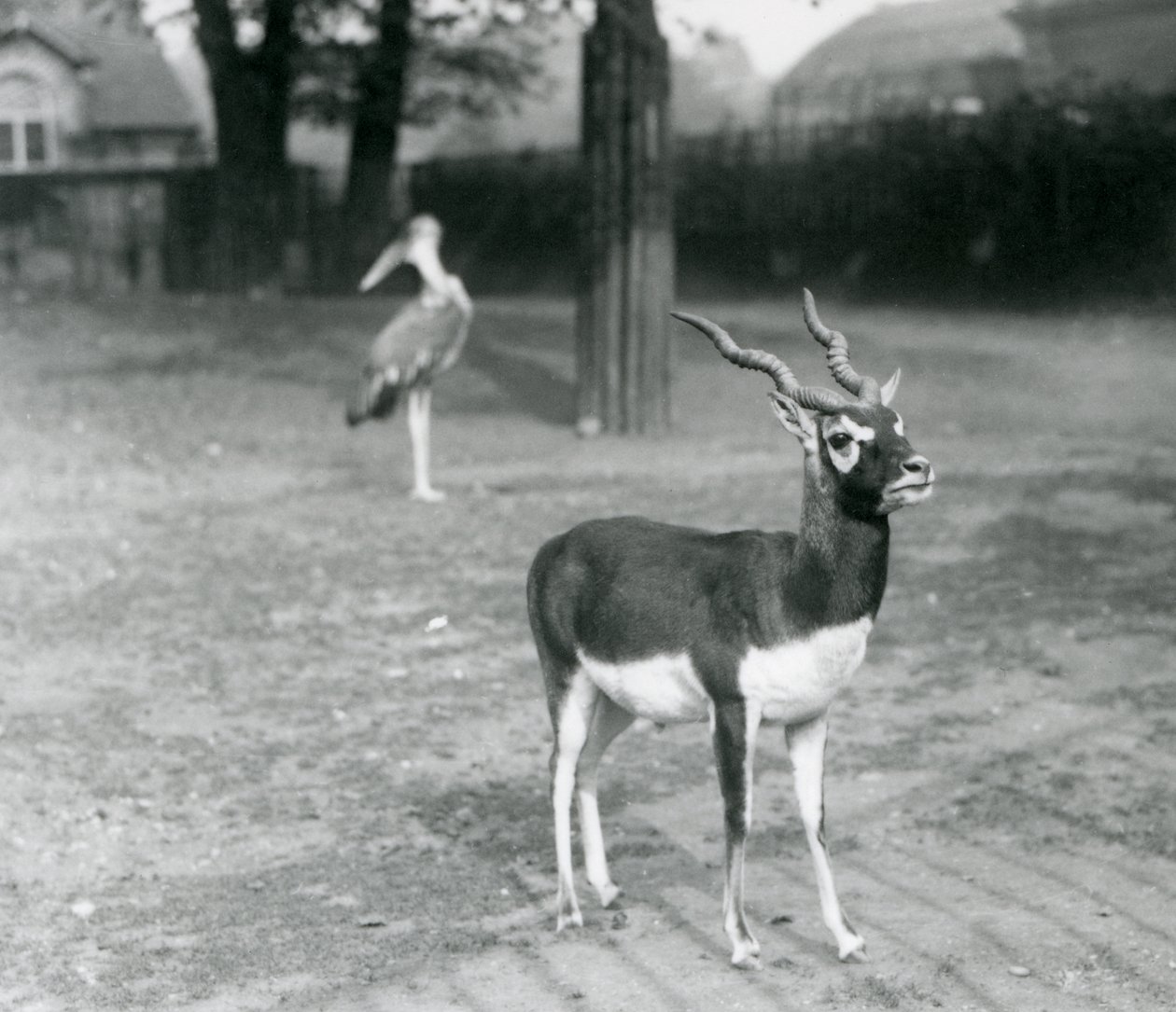 Uros blackbuck tai intialainen antilooppi seisomassa aitauksessa Lontoon eläintarhassa, lokakuussa 1926 (m/v kuva) tekijältä Frederick William Bond