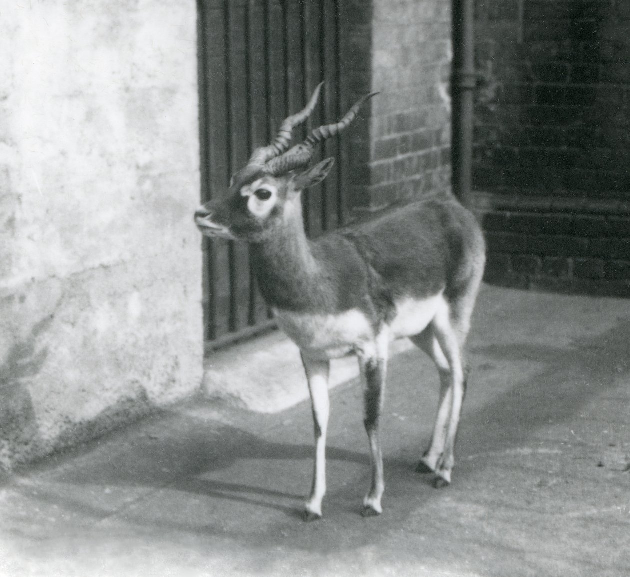 Urospuolinen Blackbuck seisoi aitauksessaan Lontoon eläintarhassa kesäkuussa 1925 tekijältä Frederick William Bond