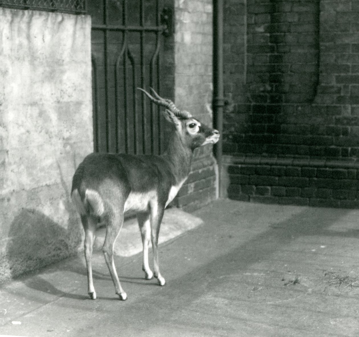 Urospuolinen Blackbuck seisoi aitauksessaan Lontoon eläintarhassa kesäkuussa 1925 tekijältä Frederick William Bond