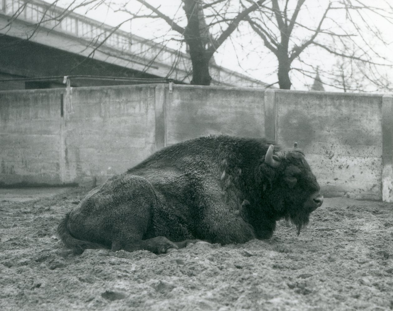 Urospuolinen Euroopan biisoni makaa ruohikolla tarhassaan, Lontoon eläintarha, 1927. tekijältä Frederick William Bond
