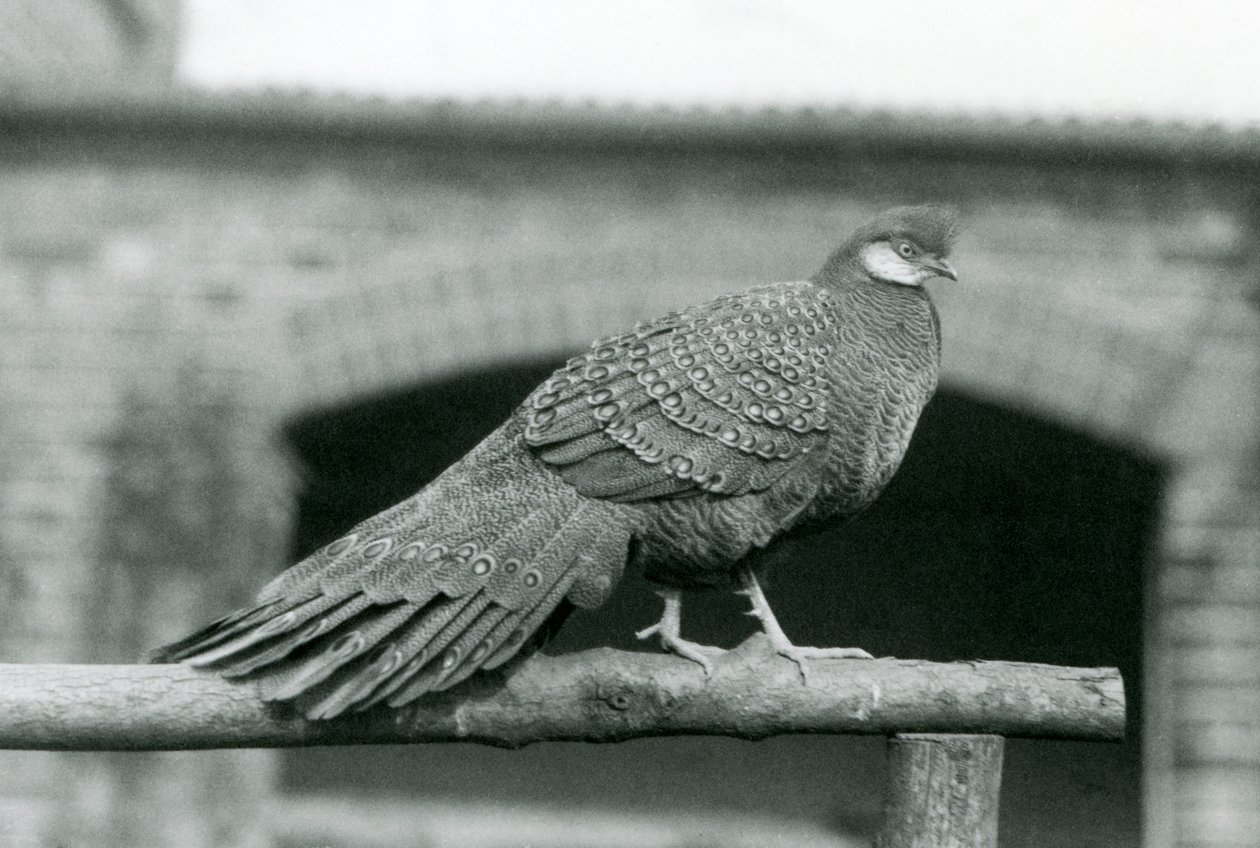 Un faisà paó gris mascle dempeus a la seva perxa al zoo de Londres el 1931 (foto b/n) finlandès tekijältä Frederick William Bond