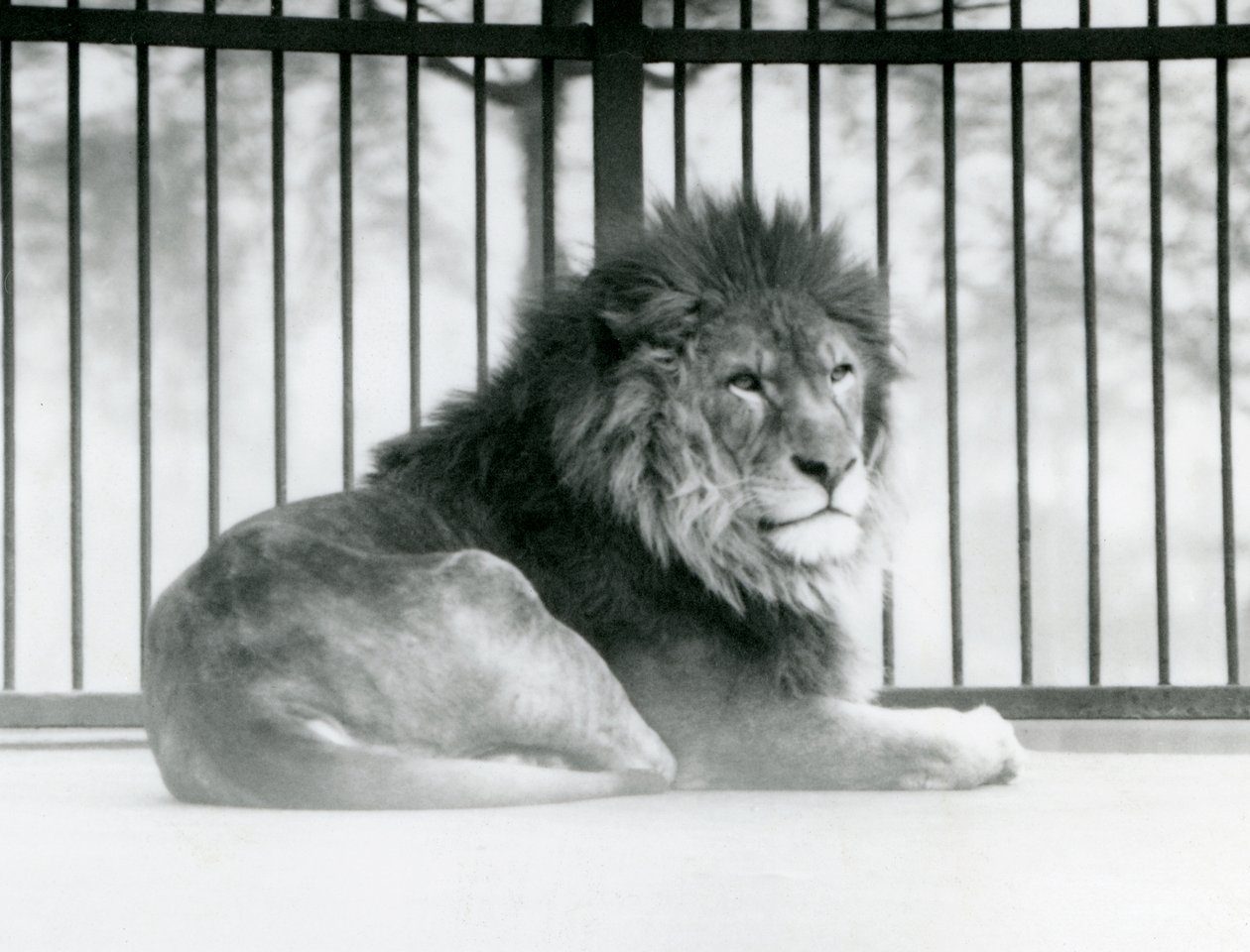 A male Lion resting in his enclosure at London Zoo in March 1925 (b/w photo)   1054397   fi       finnish Successfully Translated  Original: Gæsterne ventes Translat: Gæsterne ventes 1265175 fi finnish Successfully Translated Original: Villa dEste in Tivol tekijältä Frederick William Bond