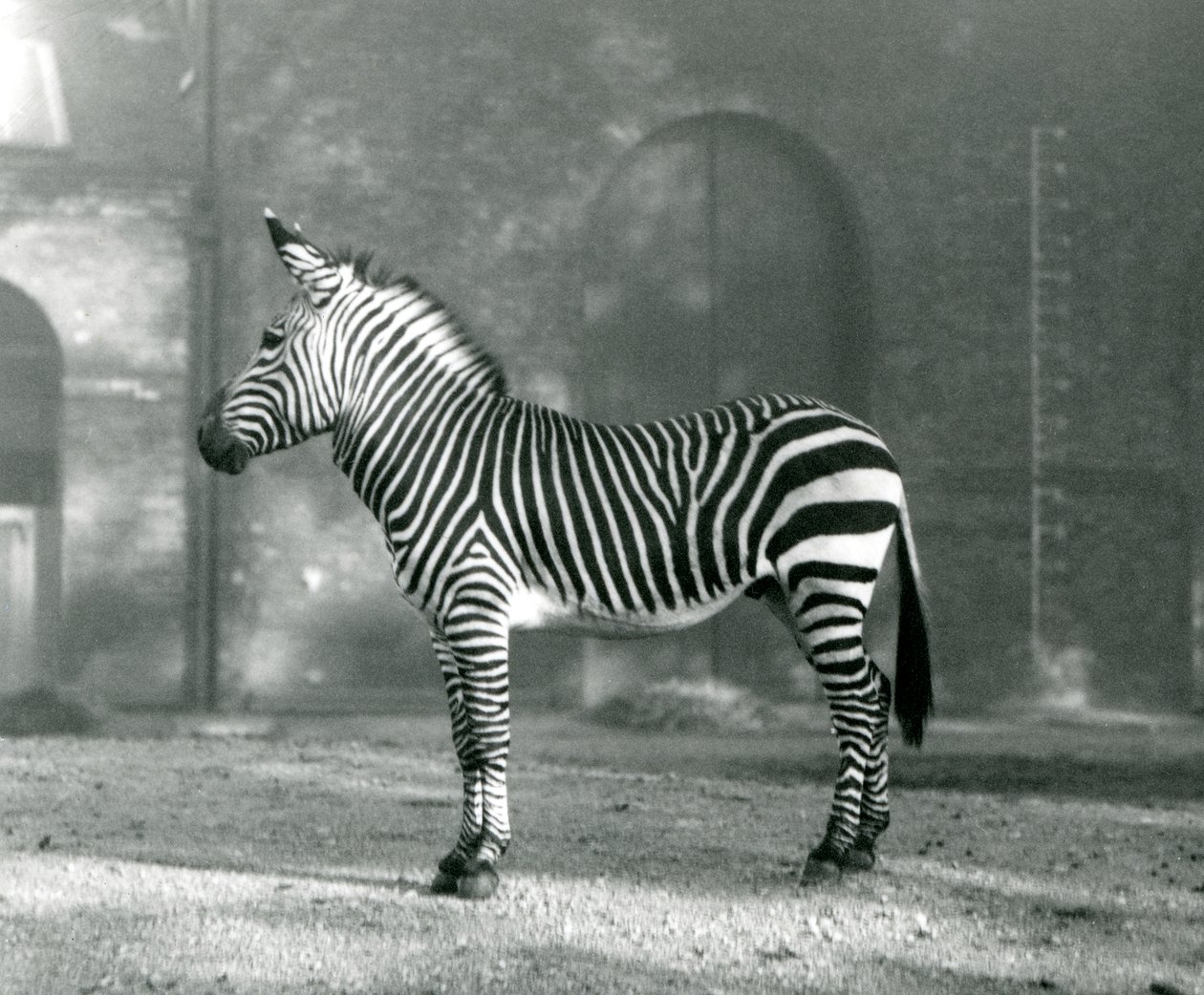 Urospuolinen vuoriseepra x Hartmanns Mountain Zebra seisoo karsinassaan Lontoon eläintarhassa syyskuussa 1927. tekijältä Frederick William Bond