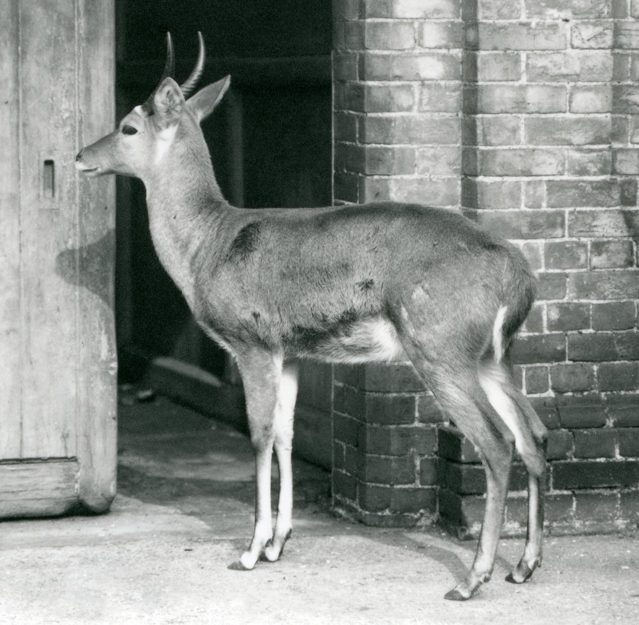 Uros eteläinen ruohokorento tai ratsupukki seisoo antilooppitalon oven vieressä, Lontoon eläintarha, 6. lokakuuta 1927. tekijältä Frederick William Bond