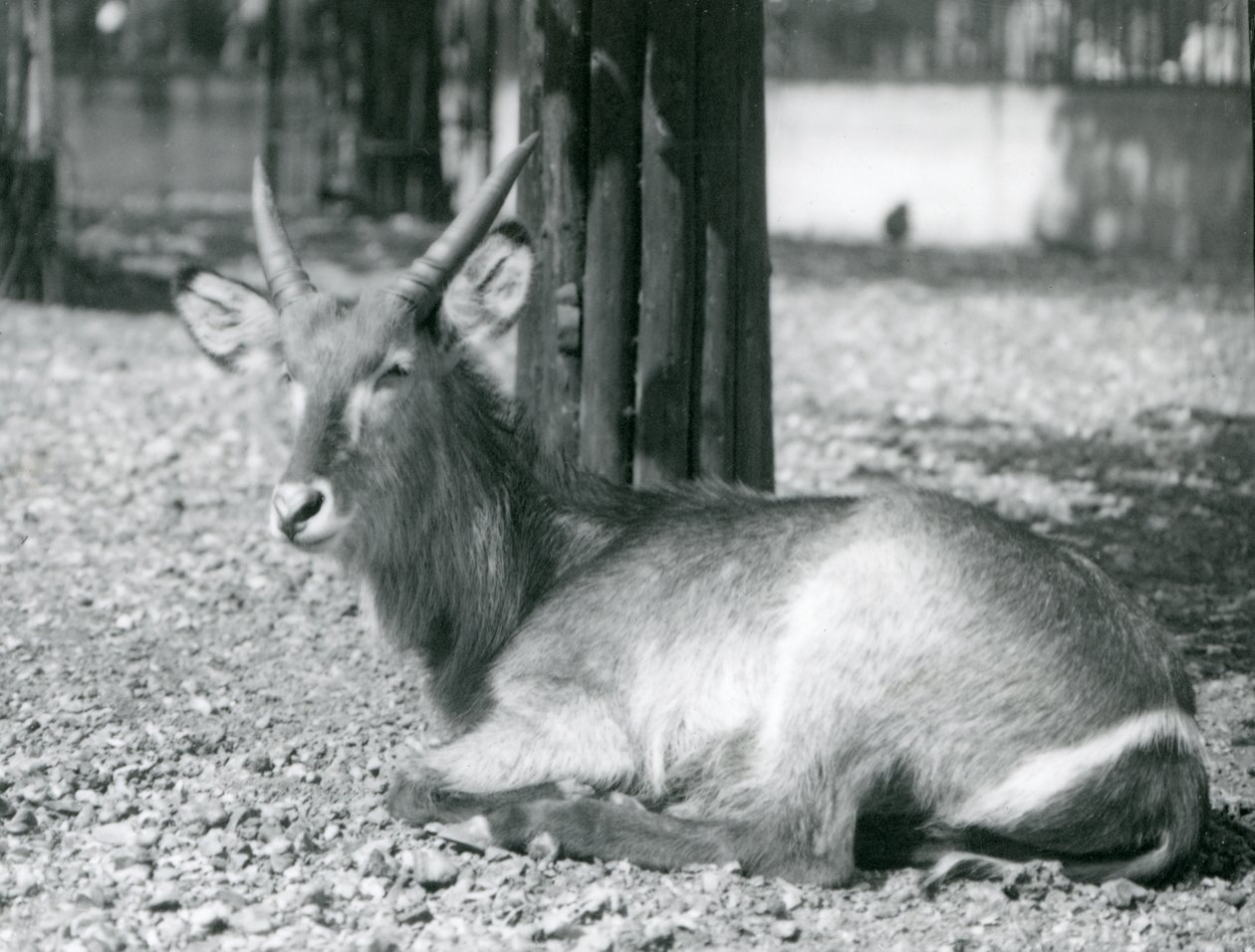 Uros Waterbuck, Kobus ellipsiprymnus, istuu aitauksessaan Lontoon eläintarhassa, 1920 tekijältä Frederick William Bond