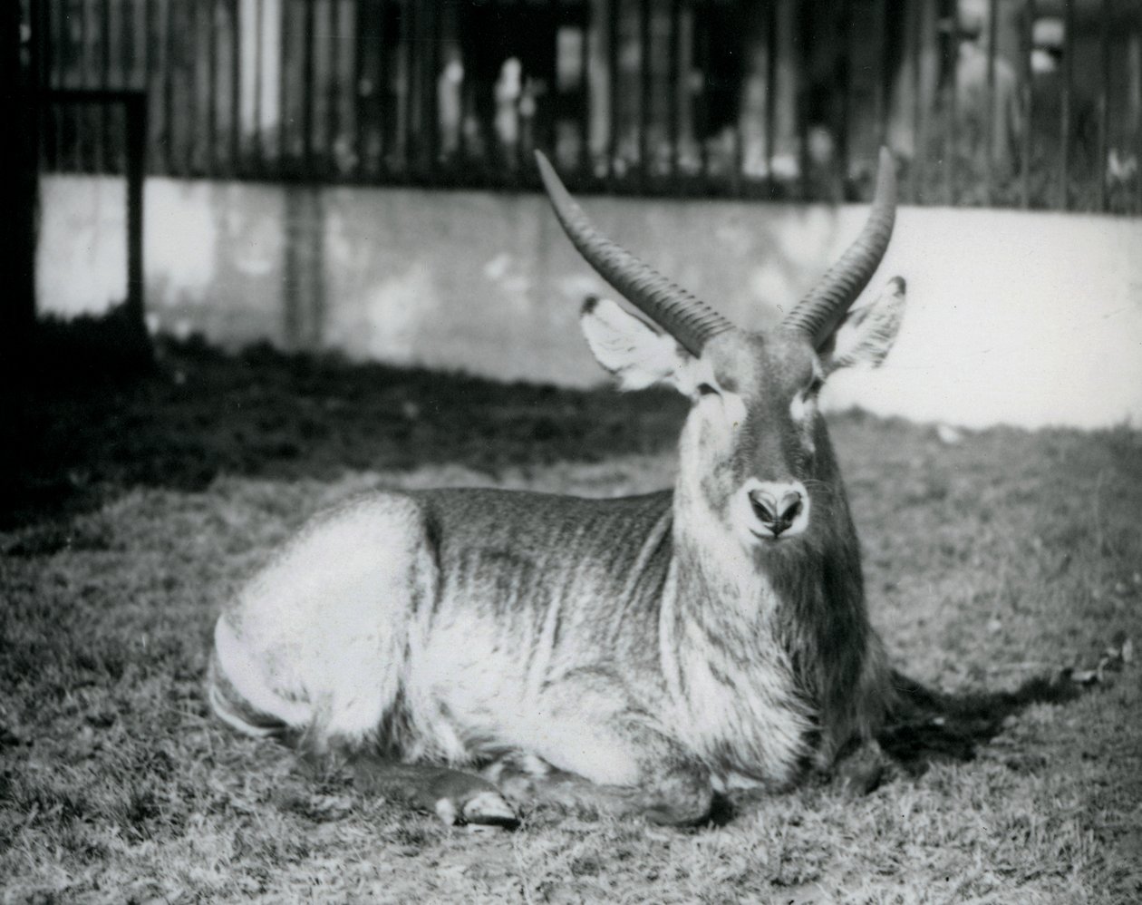 Urospuolinen Waterbuck makaa nurmikolla aitauksessaan Lontoon eläintarhassa vuonna 1928 (b/w kuva) tekijältä Frederick William Bond