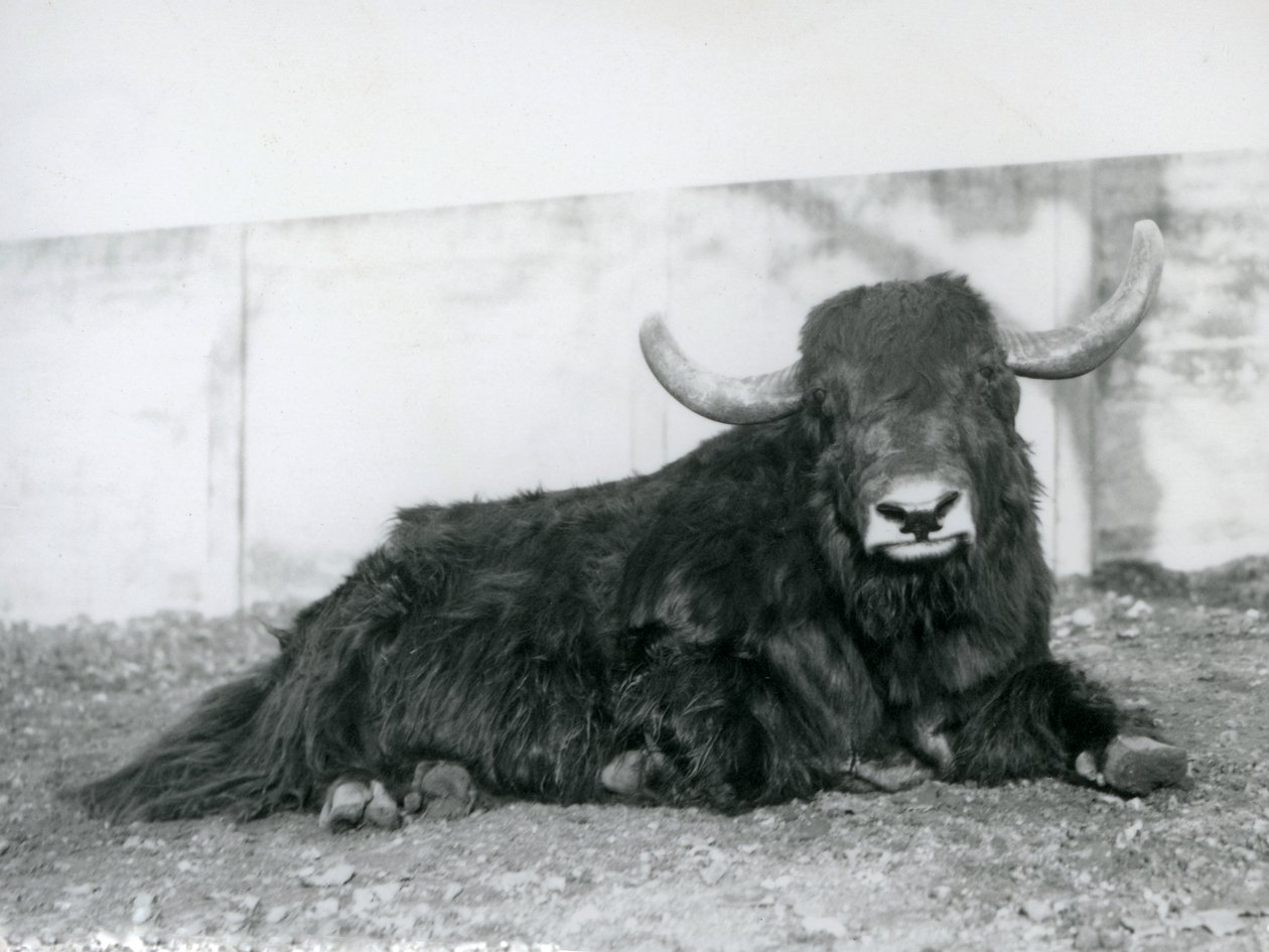 Jakkiuros makaa aitauksessaan Lontoon eläintarhassa vuonna 1928 (m/v kuva) tekijältä Frederick William Bond